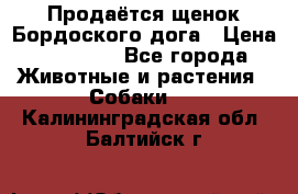 Продаётся щенок Бордоского дога › Цена ­ 37 000 - Все города Животные и растения » Собаки   . Калининградская обл.,Балтийск г.